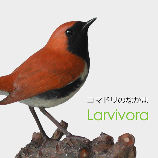 コマドリのなかま Larvivora(旧 Erithacus) アカヒゲ(赤髭)