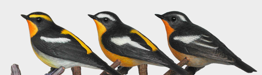キビタキ(黄鶲)Ficedula narcissina、マミジロキビタキ(眉白黄鶲)Ficedula zanthopygia、ムギマキ(麦播)Ficedula mugimaki