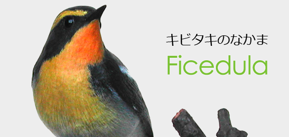 キビタキのなかま(Muscicapidae Ficedula)