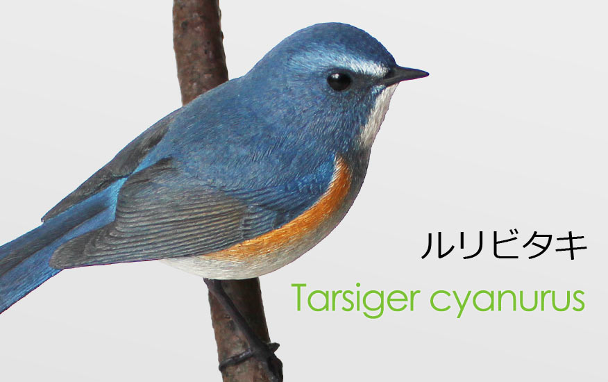 ルリビタキ(瑠璃鶲)Tarsiger cyanurus