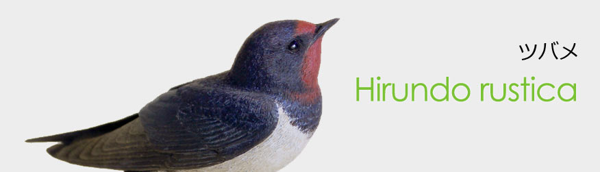 ツバメ(燕)Hirundo rustica