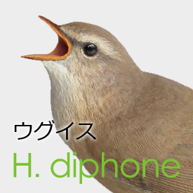 ウグイス(鶯)Horornis diphone